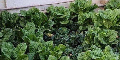 任城天台吃瓜,一场别开生面的吃瓜盛宴