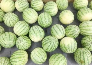 吃瓜图片真实,揭秘吃瓜群众背后的真实故事