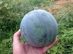 回家吃籽瓜,回味无穷的籽瓜佳肴之旅