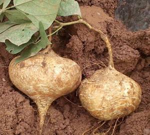胃酸可以吃土瓜,探索神奇的食物转化之旅