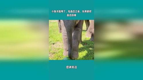 吃小象的瓜,吃小象瓜背后的惊人真相