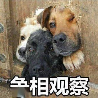 狗愣着吃瓜的表情,萌态百出，笑料连连