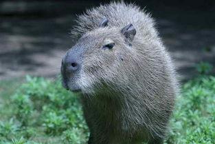 大水豚吃瓜视频,萌态十足引网友爆笑