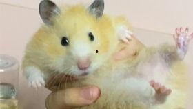 吃货仓鼠克拉克吃瓜,吃货仓鼠的美食探险之旅